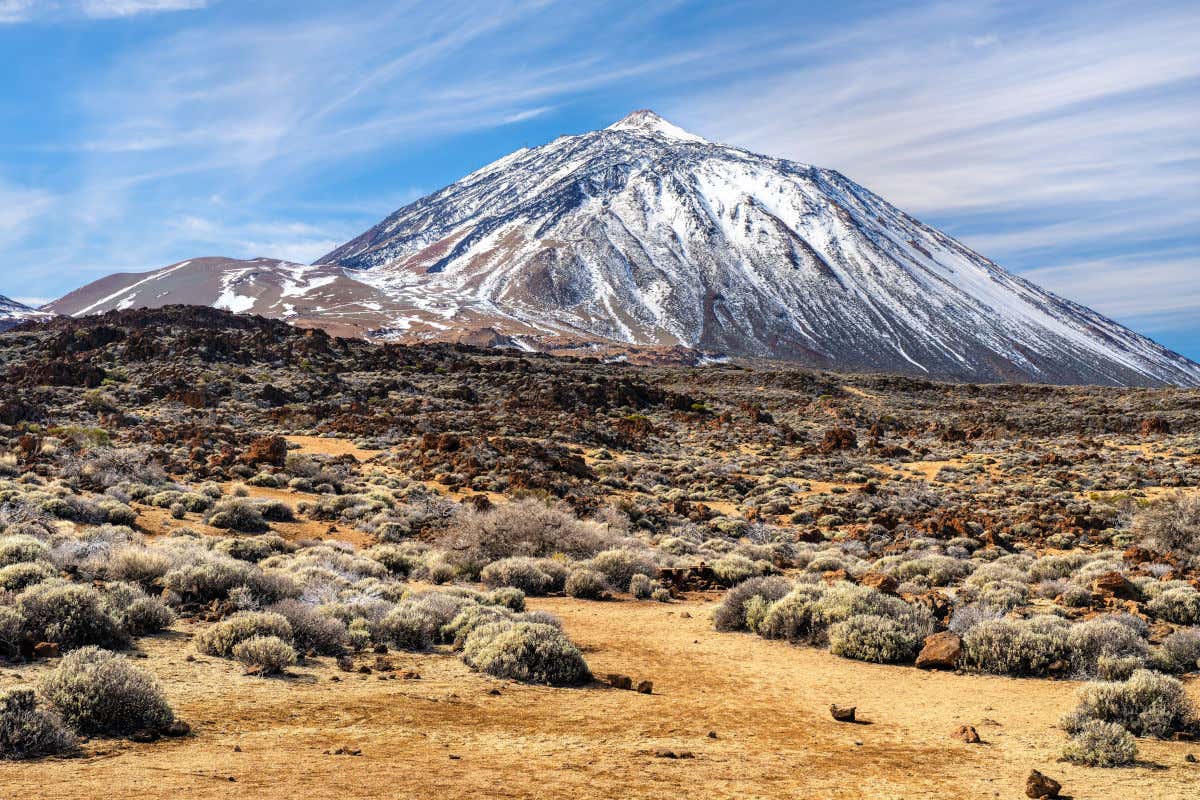 El volcán del Teide nevado y rodeado de retamas