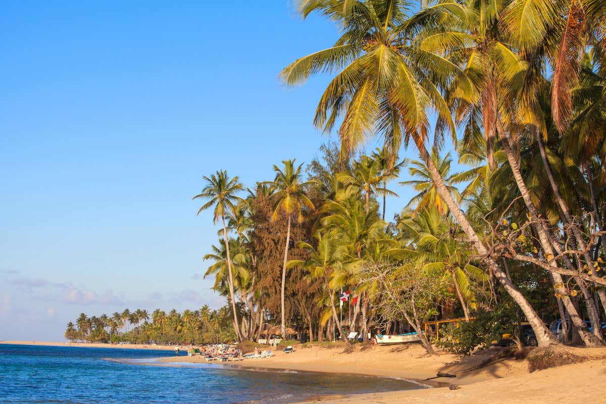 Playa caribeña con palmeras y tumbonas
