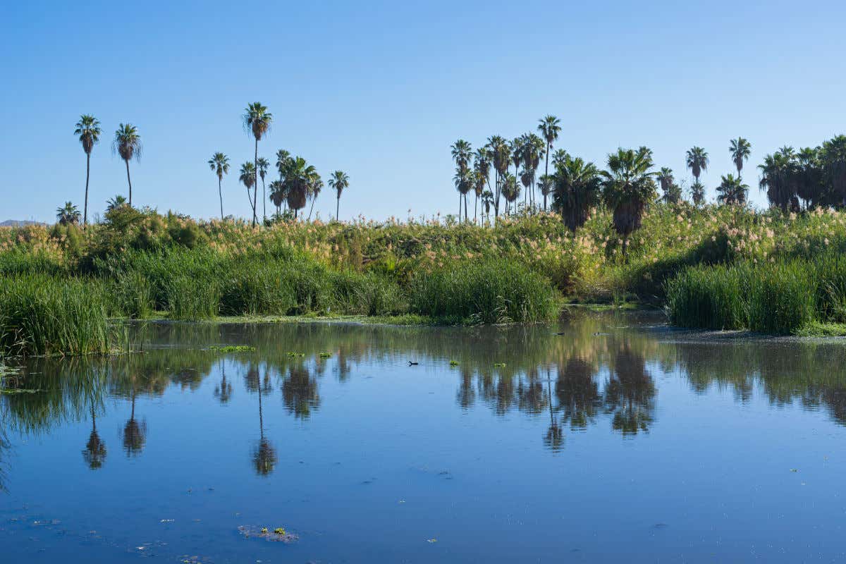Un tranquilo estanque de agua natural rodeado de densos carrizos verdes y altas palmeras del tipo fan palm, cerca de San José del Cabo. La superficie del agua está en calma, con algas flotantes y reflejos claros de la vegetación y el cielo azul