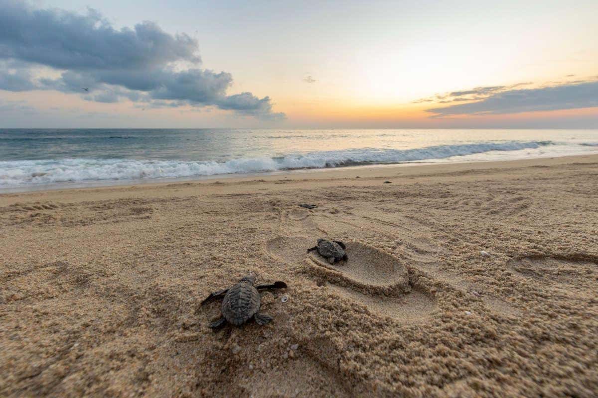 Dos tortugas caminando hacia la playa