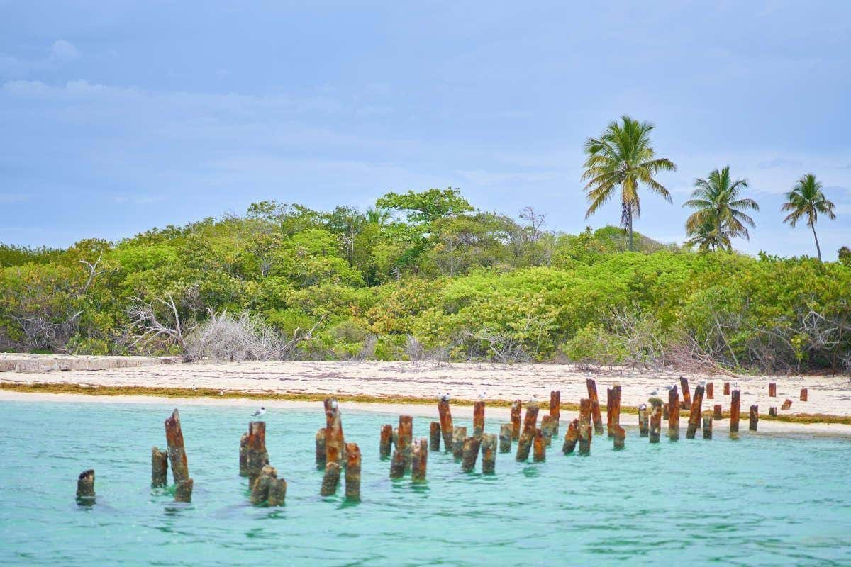 Troncos clavados en una playa del Caribe