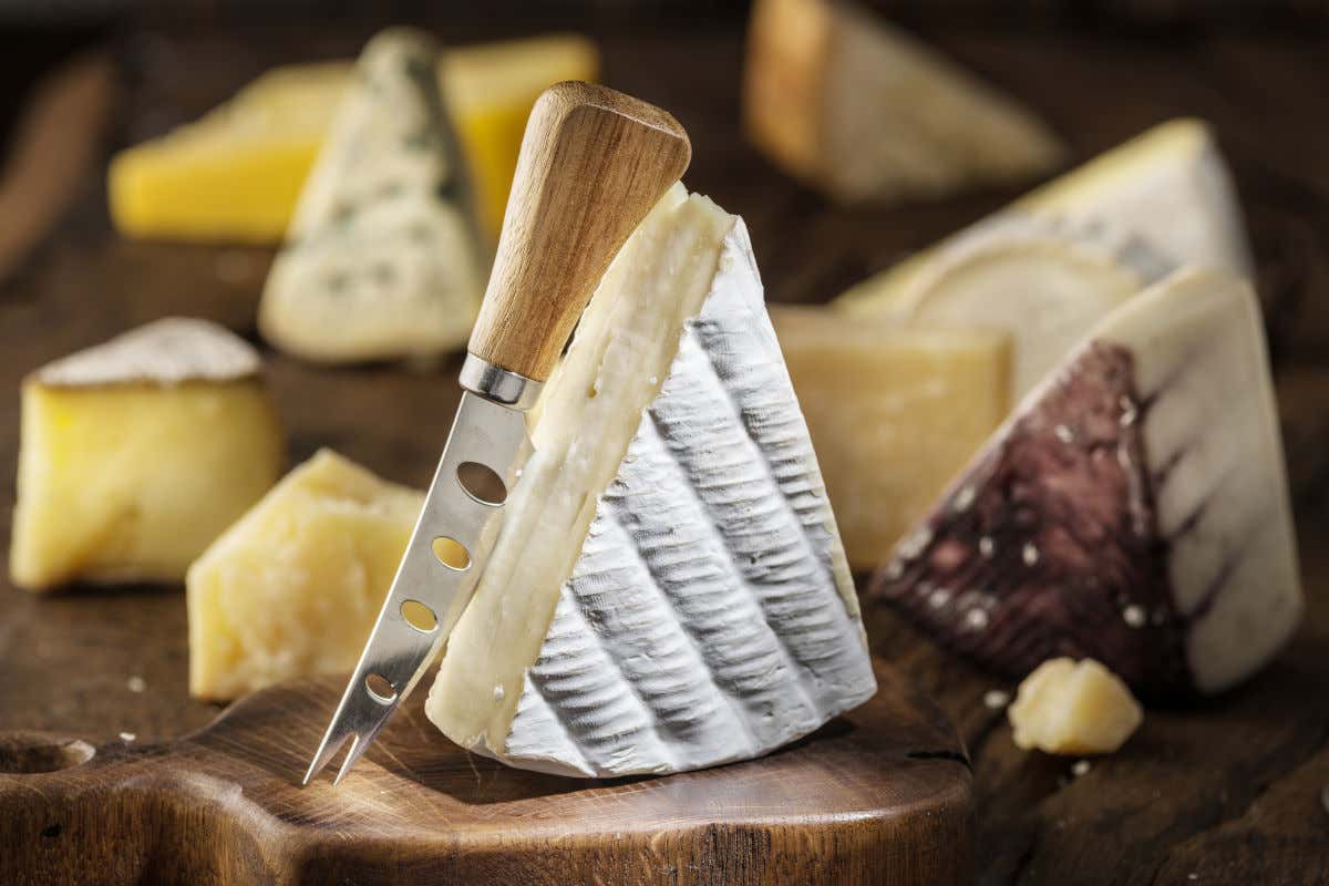 Una tabla de quesos con Brie, Gorgonzola y otros listos para cortar con un cuchillo especial con agujeros