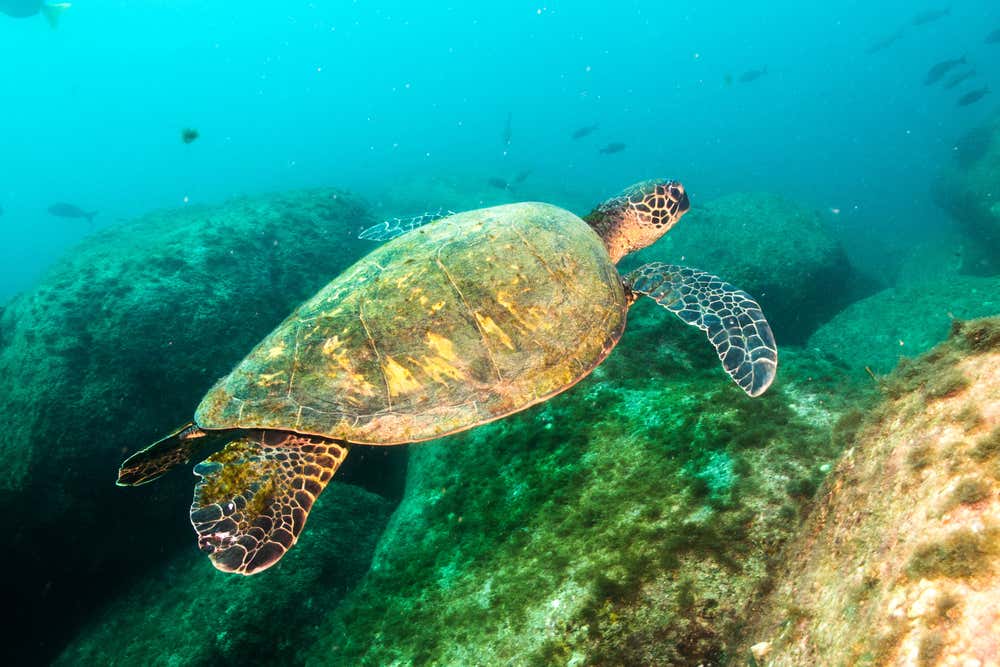 Green sea turtle swimming in the sea away from the camera.