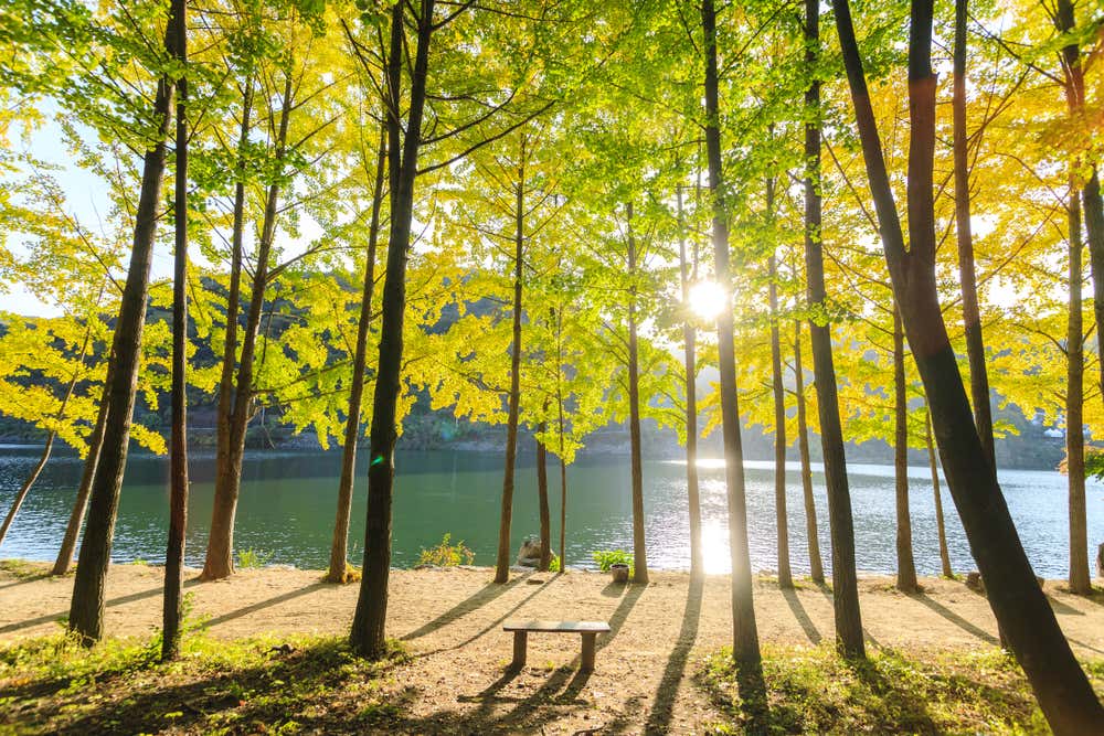Ilha de Nami, na Coreia do Sul, com suas árvores altas, caminhos arborizados e a luz do sol entre a vegetação, criando uma paisagem tranquila e acolhedora