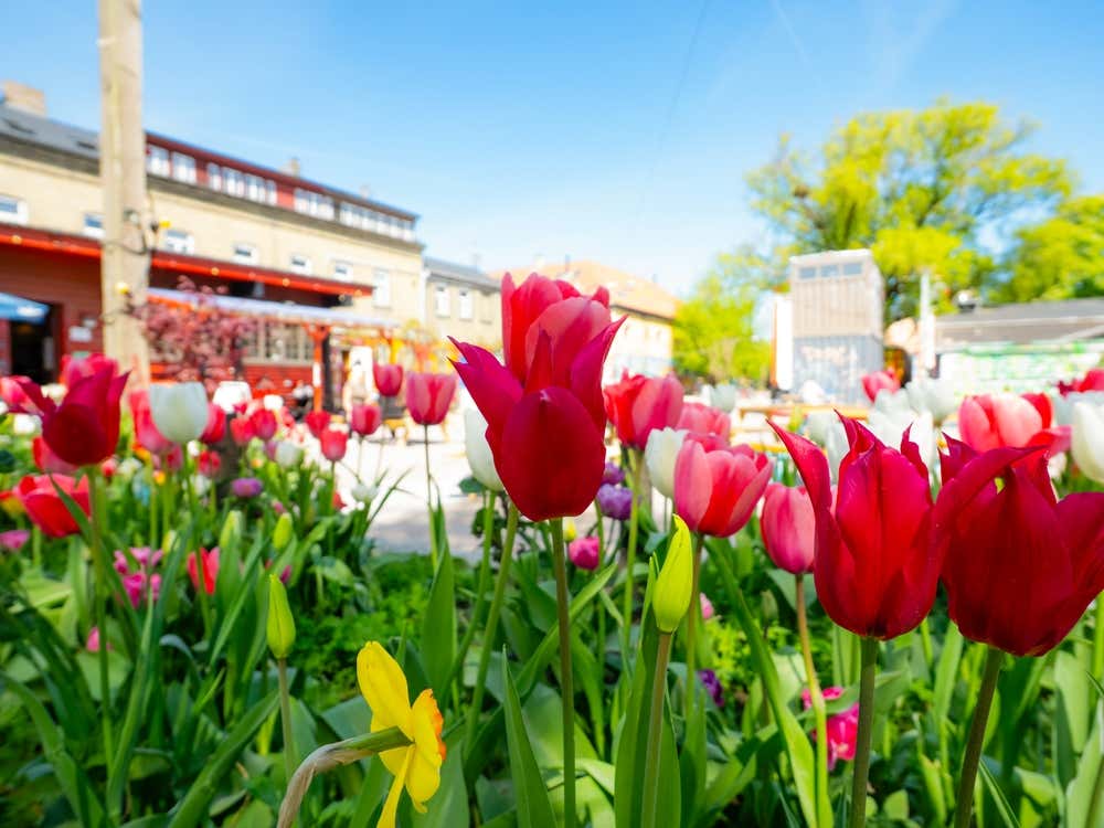 Un'aiuola di tulipano colorati in primo piano e sullo sfondo edifici industriali del quartiere di Cristiania a Copenaghen