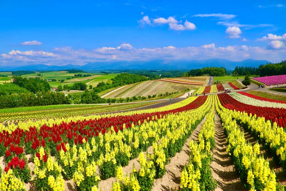 I campi di fiori sull'isola di Hokkaido in estate durante la fioritura di luglio, con lunghe file parallele di fiori colorati