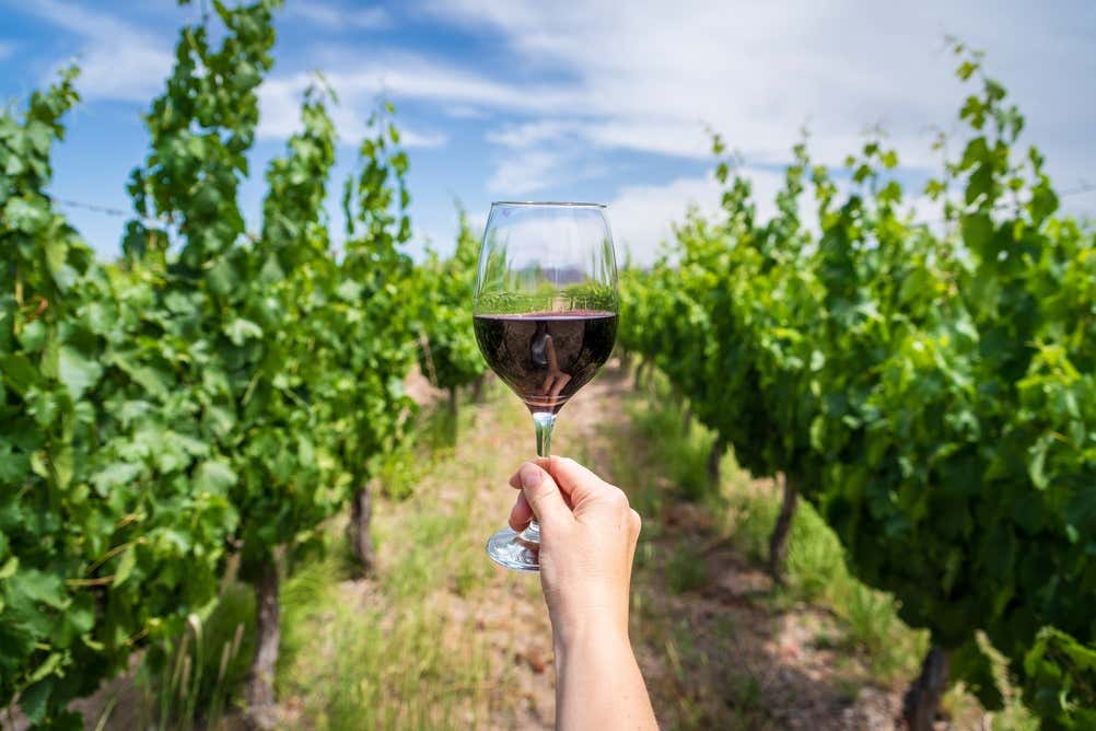 Taça de vinho em um vinhedo de Mendoza, na Argentina, durante uma degustação