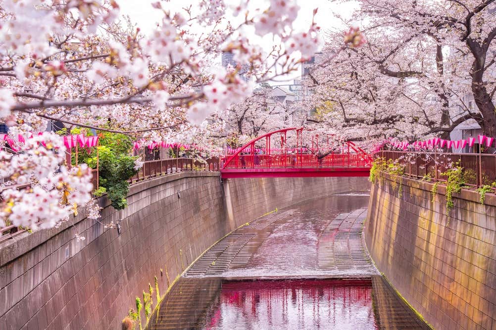 Un ponte pedonale rosso brillante attraversa il fiume Meguro incanalato tra sponde in pietra, sormontato da una rigogliosa fioritura di ciliegi (Sakura) rosa e bianchi e decorato con lanterne rosa tradizionali festive a Nakameguro