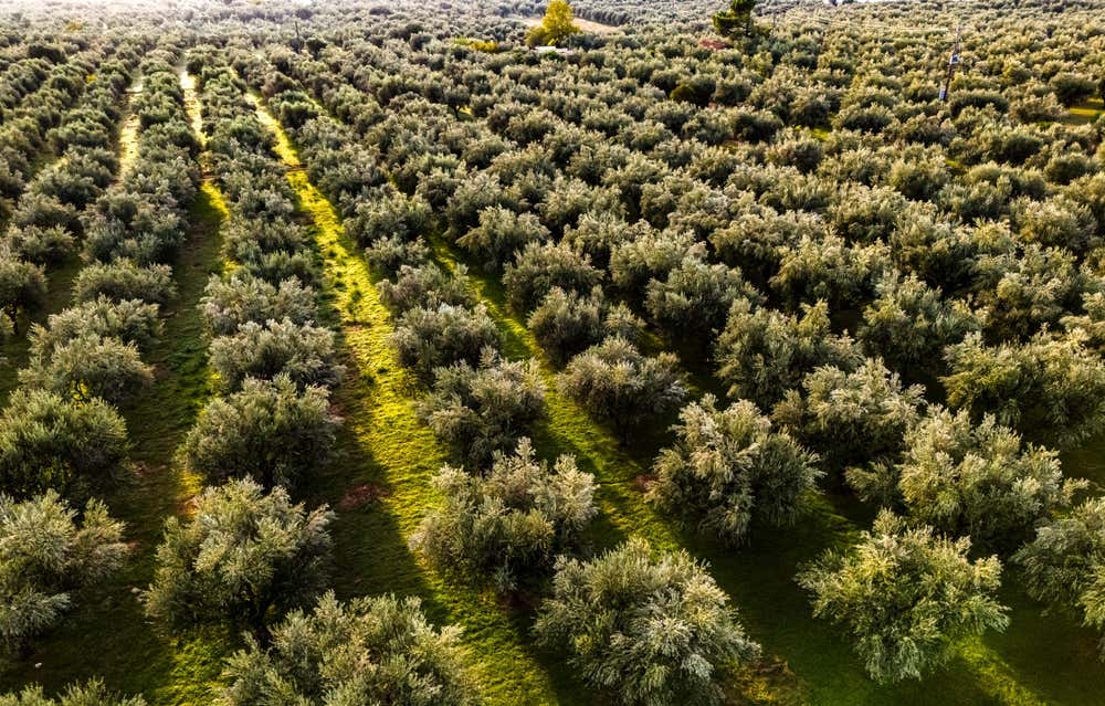 na vasta veduta aerea di un uliveto geometricamente ordinato nel sud del Peloponneso, in Grecia, con lunghi filari di alberi d'ulivo che si estendono fino all'orizzonte e lunghe ombre drammatiche proiettate sull'erba verde