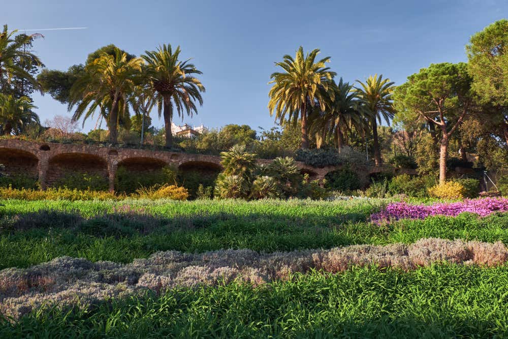 I Giardini d'Austria al Parc Güell di Barcellona: un prato verde con aiuole di fiori viola e gialli e macchie di arbusti argentati. Sullo sfondo si vede un viadotto in pietra ad archi di Gaudí, circondato da palme e pini sotto un cielo azzurro