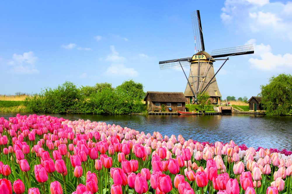 Moinho de vento tradicional holandês cercado por tulipas cor-de-rosa na Holanda