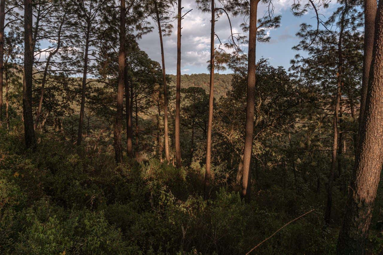 A forest with tall trees.