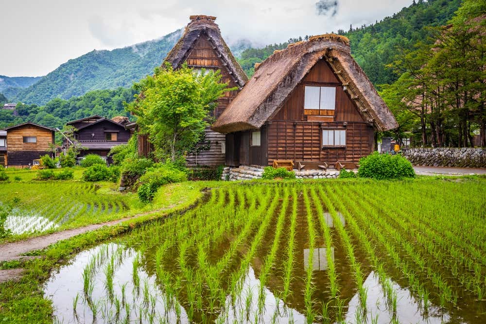 Le case tradizionali gassho-zukuri del villaggio di Ogimachi, a Shirakawa-go, con i tetti di paglia molto spioventi e le pareti in legno scuro. In primo piano c'è una risaia allagata con piantine di riso verdi che si riflettono nell'acqua, e sullo sfondo si vedono montagne boscose avvolte da nuvole basse