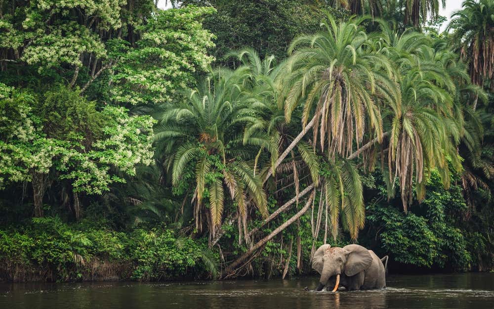 Elefante-da-floresta-africano às margens do rio Lekoli, na Floresta Tropical do Congo