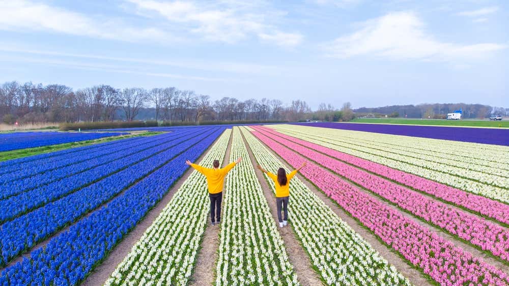 Homem e mulher em um campo de tulipas durante a primavera, nos Países Baixos, vistos de cima por um drone