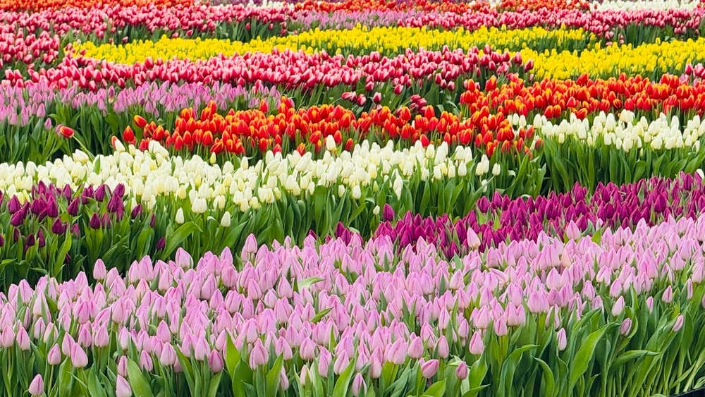 Campos de tulipas em Amsterdam, nos Países Baixos, onde a primavera transforma a paisagem em um verdadeiro espetáculo de cores