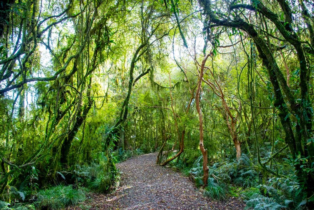 Floresta tropical temperada de Westland, caracterizada pela vegetação exuberante e pelo clima úmido da Ilha Sul da Nova Zelândia
