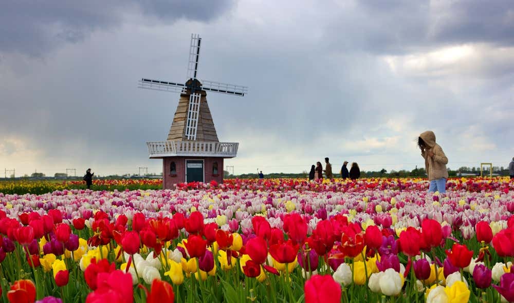 Tulipas de Amsterdam, um dos símbolos da primavera na Holanda