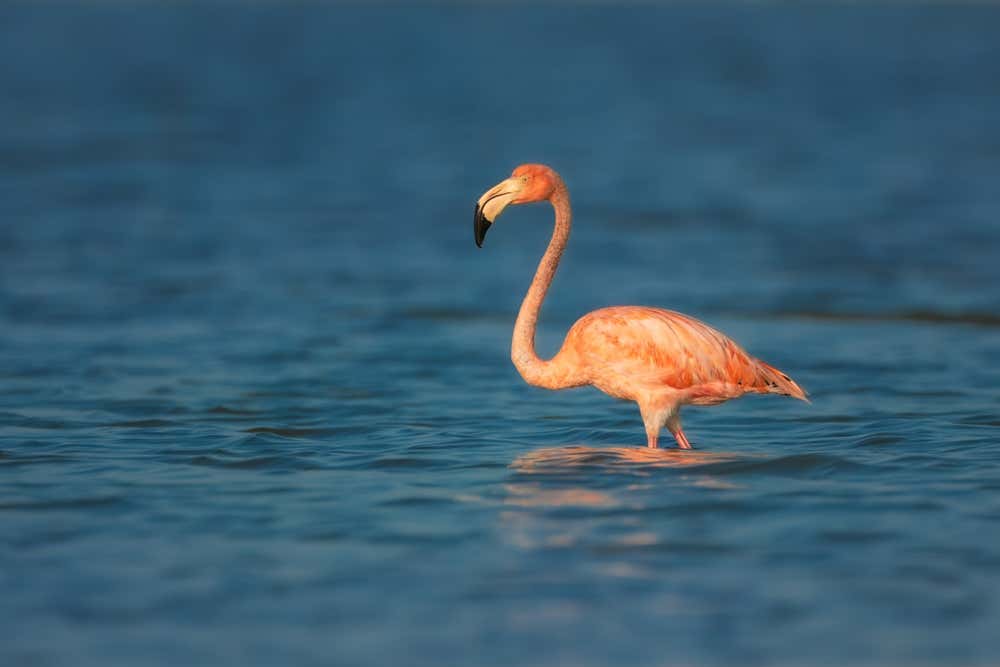 A pink flamingo in Celestún walking through the water across the screen.