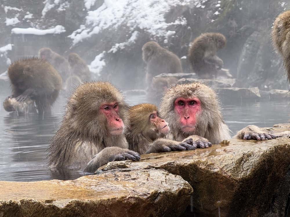 3 Snow monkeys sitting in a spring in Jigokudani Monkey Park.