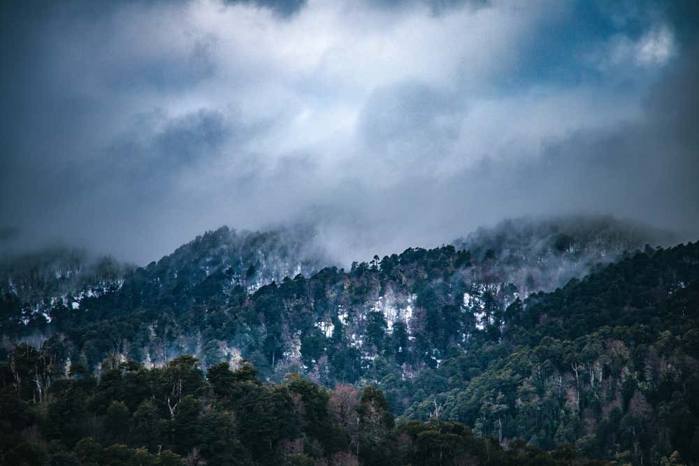 Dossel da floresta temperada de Valdivia, uma das formações florestais características da Patagônia Norte