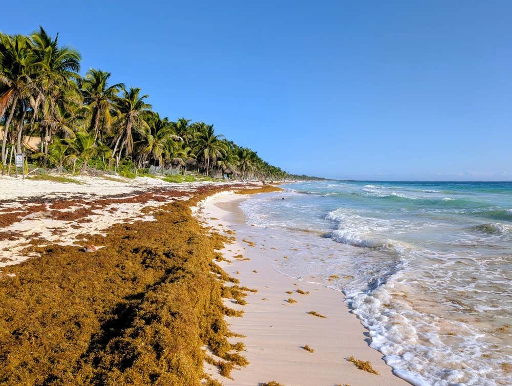 A beach in Tulum with lots of Sargassum and trees in the background.