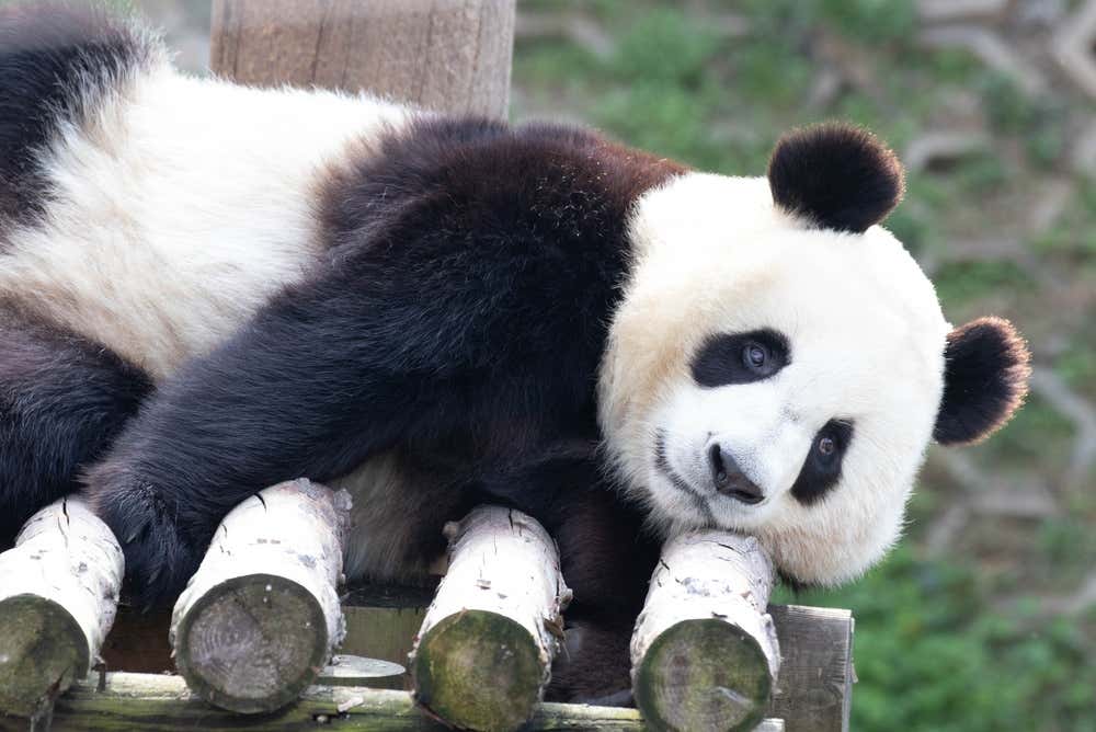 Panda-gigante dormindo sobre uma estrutura de madeira na Base de Pesquisa de Criação de Pandas-Gigantes de Chengdu, na China