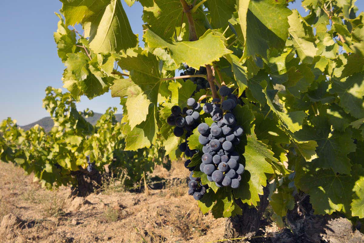 Un racimo de uva en un viñedo durante un día soleado