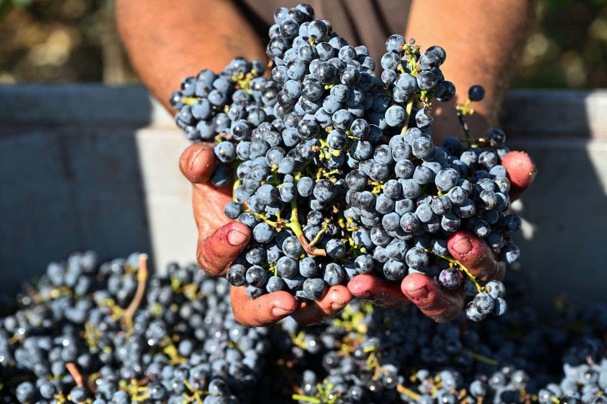 Unas manos de un agricultor cogiendo uvas negras durante la vendimia