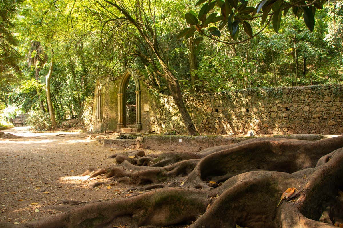 Arco gótico em ruínas entre árvores e raízes enormes em um jardim de Coimbra