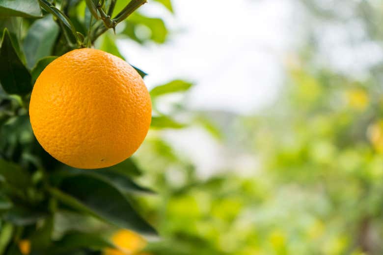 Laranja cultivada em Konispol