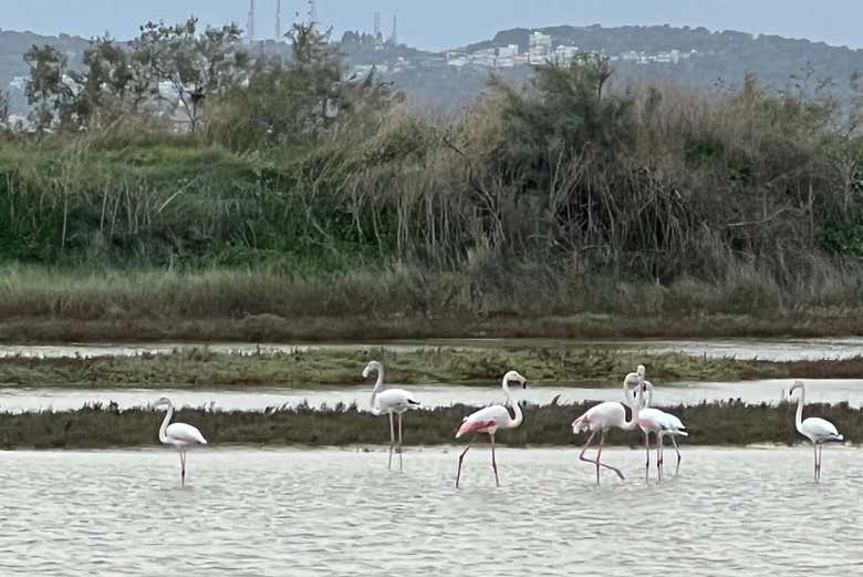 Vedremo la fauna locale