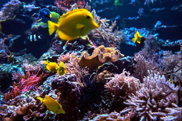 Entrada al SEA LIFE Berlin®