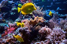 Entrada al SEA LIFE Berlin®