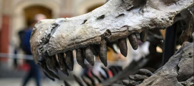 Natural History Museum Tickets + Audio Guide
