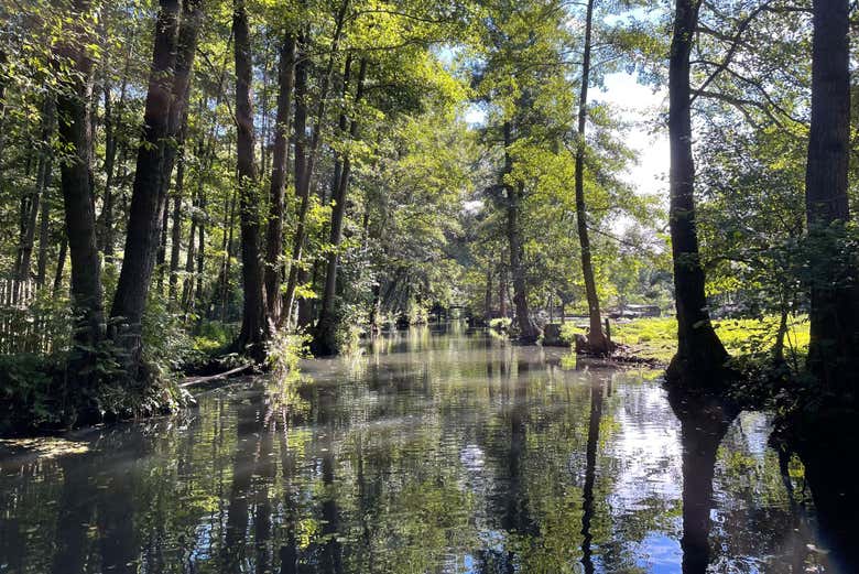 Forêt de la Sprée et sa riche biodiversité