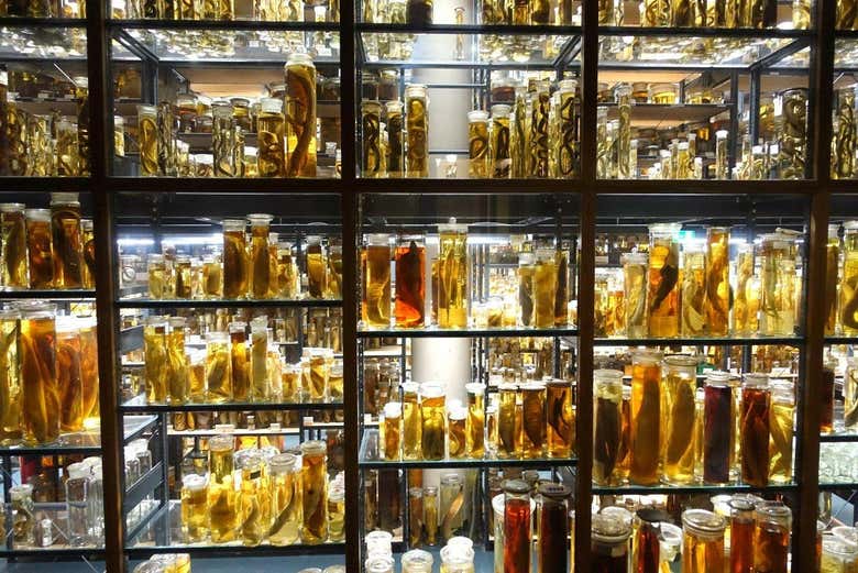 Sala de animales conservados en formol