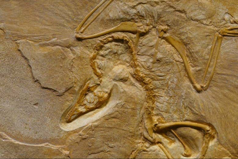 Fósil de una ave prehistórica