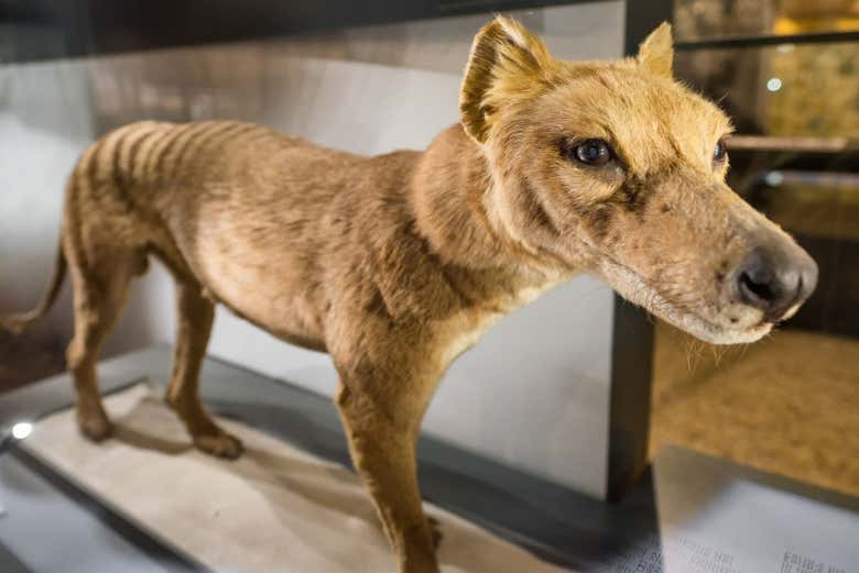 El museo cuenta con una gran exposición de animales disecados