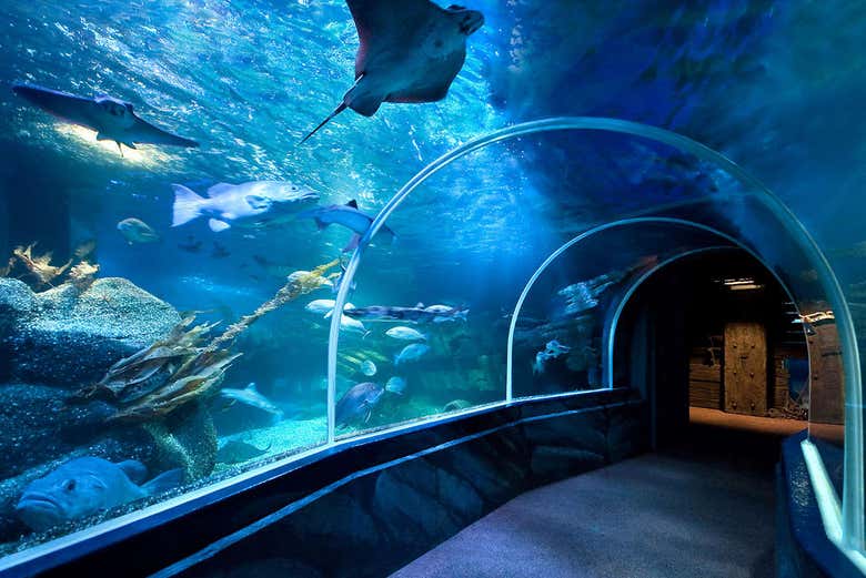 Túnel del SEA LIFE Berlin