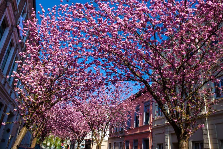 Passeando por Bonn