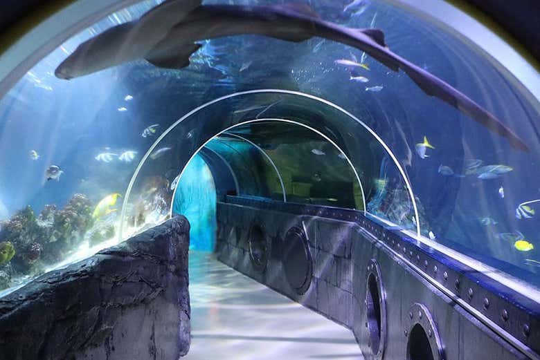 Túnel de vida marinha