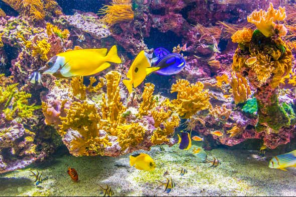 Biglietti per il SEA LIFE® Spira