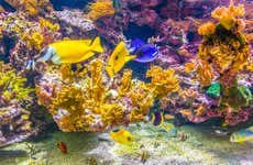 Entrada a SEA LIFE® Espira
