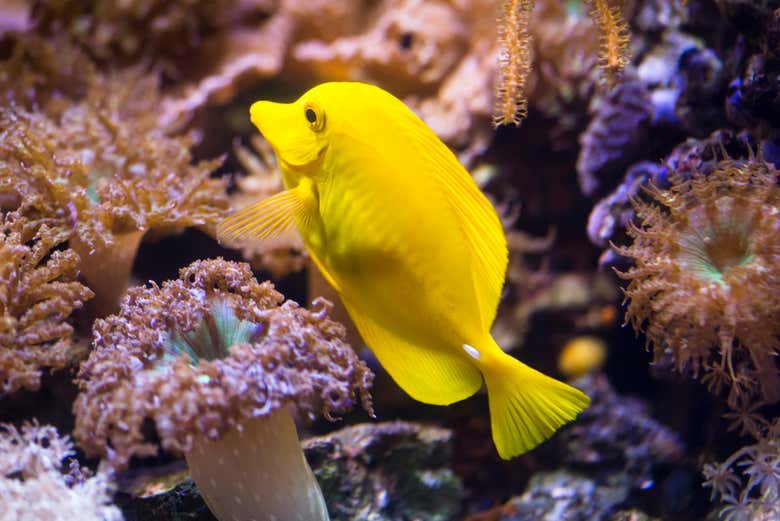 Pesci dell'acquario