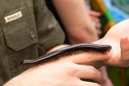 A centipede
