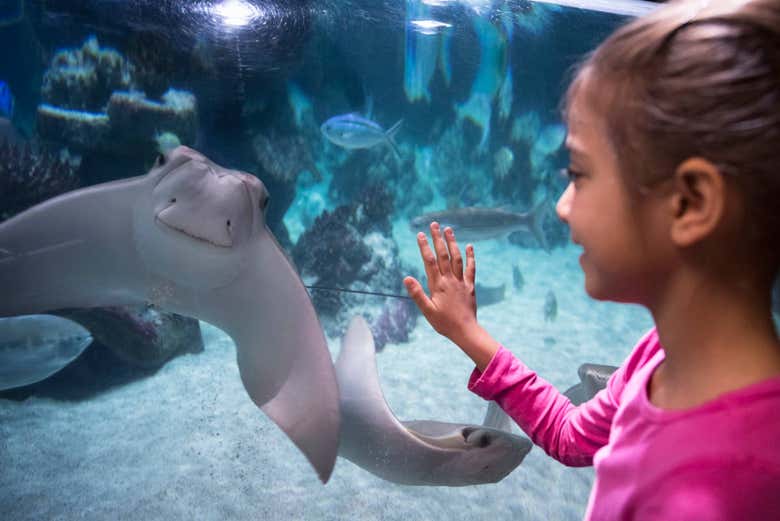 Manta ray at SEA LIFE® Munich