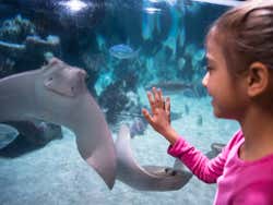 Mantarraya