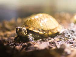 Tortuga de tierra