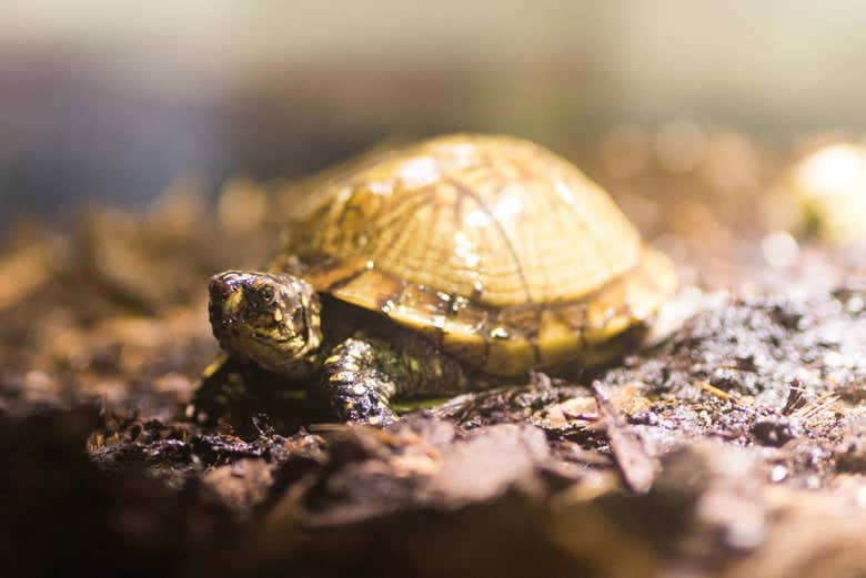 Turtle at SEA LIFE® Munich